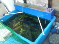 錦鯉を屋外飼育したいと思っています。キングタライ１２０（水量１２０... - Yahoo!知恵袋