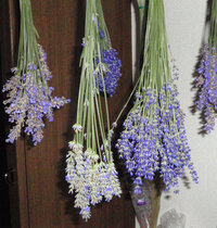 ラベンダーの花が満開です ラベンダーの花 葉 茎のポプリ Yahoo 知恵袋