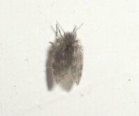 室内に白くて１ミリほどの小さい虫がたくさん飛んでいます タンポポの綿毛の小さ 教えて 住まいの先生 Yahoo 不動産