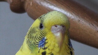 インコのにおい ってどんな臭いですか わたしは ペットショップの鳥売り場に行 Yahoo 知恵袋