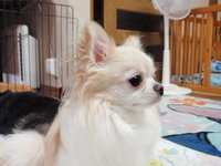 子犬のご飯を少なめにすると普通より小さいまま育ちますか 栄養 Yahoo 知恵袋
