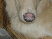 犬の鼻の皮がむけてきてます２才のメス雑種です １年ほど前から 鼻の皮がむ Yahoo 知恵袋