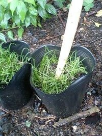 プランターで小ネギを育てたいのですが 種を蒔いて上手に発芽させるコツがあり Yahoo 知恵袋