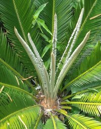 ソテツについて教えてください この春丸坊主にしたソテツの芽がでませんてっぺ Yahoo 知恵袋