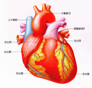 心臓の形ってどんな形ですか 心臓の形ってどんな形ですか Yahoo 知恵袋