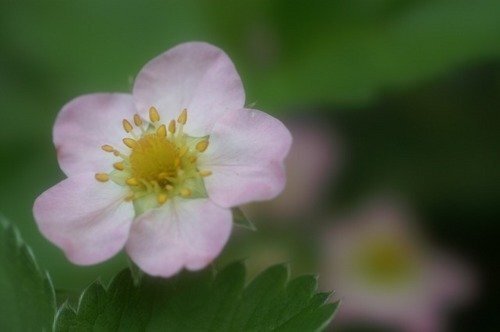 いちごは被子植物ですか 裸子植物ですか そうです果実がいち Yahoo 知恵袋