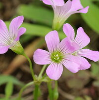 花を愛でるのに花言葉は必要ないとはどいういう意味ですか 花 Yahoo 知恵袋
