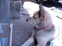 私が子どもの頃は 犬は 外で飼い 犬の餌も我々人間の食べた食事の Yahoo 知恵袋