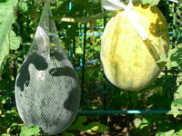 スイカの収穫時期ですが 実が卵くらいの大きさになってから何日くらいで Yahoo 知恵袋