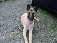 大型犬のサマーカットのお値段を教えてください １歳になる秋田 Yahoo 知恵袋