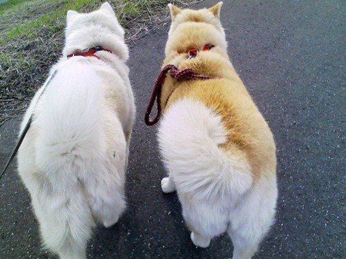 大型犬のサマーカットのお値段を教えてください １歳になる秋田 Yahoo 知恵袋