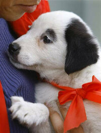 スヌーピーという犬 スヌーピー好きで家族ができてペット飼おうってなっ Yahoo 知恵袋