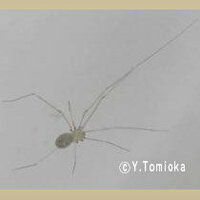家の中でよく見かける蜘蛛なんですが足も体も細 い蜘蛛の名前分かりますか Yahoo 知恵袋