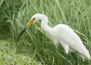 今の時期 田んぼで何かをついばんでいる白い鳥がいますが サギの Yahoo 知恵袋