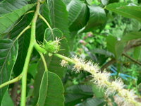 栗の成長過程 栗の花から 実になる 過程を見たのですが そん Yahoo 知恵袋