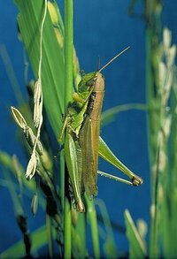 しょうゆバッタは なぜ口からしょうゆを出すのか教えてください Yahoo 知恵袋