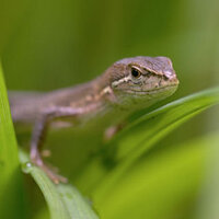 ニホンカナヘビ ニホンカナヘビってよく見る爬虫類の中でダ Yahoo 知恵袋