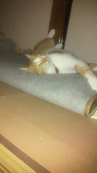 猫による飼い主の起こし方皆さんのお家の猫は 朝 どのようにあなたを起こして Yahoo 知恵袋