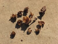 カラスは蝉を食べる 素朴な疑問なのですがうちの大学の近所のカラ Yahoo 知恵袋