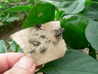 キュウリの葉に赤い小さい虫が沢山いるのですが どうしたら良いですか 初 Yahoo 知恵袋