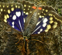 カブトムシとスズメバチってどっちが強いですか ｶﾌﾞﾄﾑｼ派で Yahoo 知恵袋