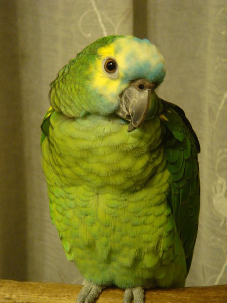 ペットで飼える青い鳥にはどんなものがありますか できれば画像もお願いします Yahoo 知恵袋