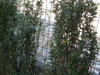 トキワマンサクが枯れてしまって困ってます トキワマンサク 新芽は薄 Yahoo 知恵袋