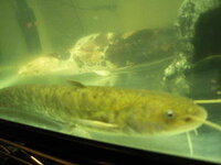 昨日川でナマズを捕まえました 体長3cmあまりの稚魚です 飼いたいと Yahoo 知恵袋