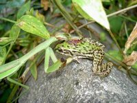カマキリの一番の大好物は イチモンジセセリですか カエ Yahoo 知恵袋