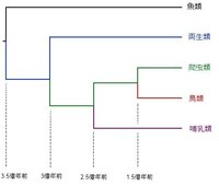 生物の問題です進化の過程で地球上に現れたと考えられる順番という問題で答えは Yahoo 知恵袋