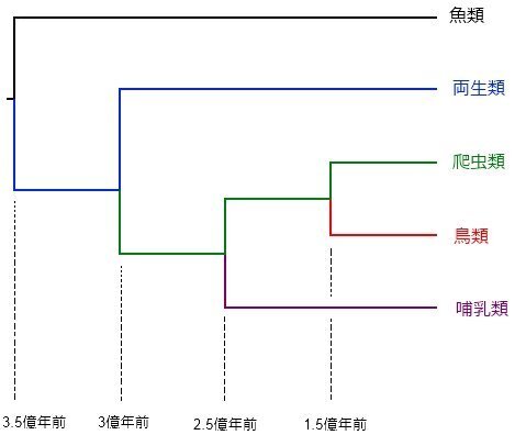 生物の問題です進化の過程で地球上に現れたと考えられる順番という問題