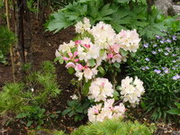 西洋シャクナゲの花が去年咲いたのに今年どの花も咲かなかったのはな Yahoo 知恵袋