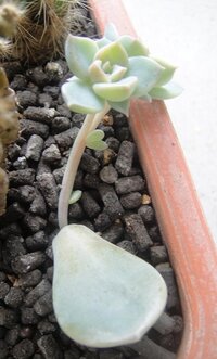 多肉植物の葉挿しがひょろひょろになってしまいます 何が悪いでしょ Yahoo 知恵袋