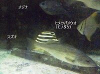 １０センチくらいのスズキの飼育方法を教えて下さい 川の Yahoo 知恵袋