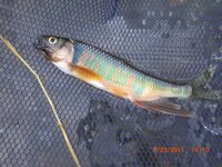 川魚について昔川魚 ウグイ カマツカ フナ ドジョウ アブラハヤ を飼ってい Yahoo 知恵袋