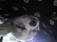 犬が寝てるときに足がビクッてなったり顔面がピクピクしてる時って夢を見てる Yahoo 知恵袋