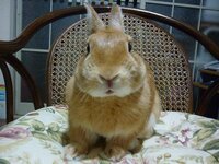 ウサギ初心者です 飼育書を読んでいますが よく分からない行動や質問 Yahoo 知恵袋