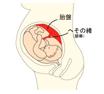 赤ちゃんとお母さんは へその緒 で繋がってますよね へその緒は切られて 赤 Yahoo 知恵袋