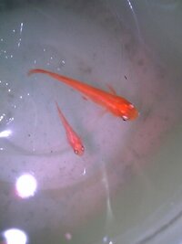 めだかの稚魚はどのくらいの大きさ 生まれて何日後 くらいで親めだかに捕 Yahoo 知恵袋