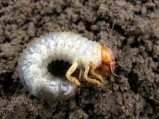 死んだコクワガタを埋めたときに クワガタの幼虫に似たものが土の中にいました Yahoo 知恵袋