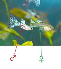 グッピーのオスメスの見分けが分かりません教えてくだいまた種類にもよると思います Yahoo 知恵袋