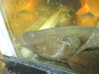 熱帯魚で６０ 水槽で飼育できて夜行性の魚を教えてください アミメウナ Yahoo 知恵袋