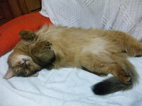 猫の寝相寝方仰向け うちの猫ですが よく仰向けで寝ています 人間のよ Yahoo 知恵袋