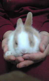 ライオンドワーフ ライオンラビット を飼われてる方に質問です た Yahoo 知恵袋