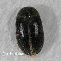夏 ２ ３ミリの黒い殻の固い虫は何の虫でしょうか Yahoo 知恵袋
