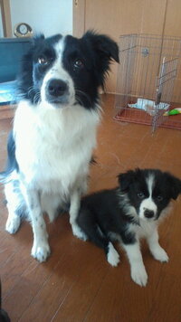 犬何匹かってますか ２匹です 雑種 ボーダーコリー ボー Yahoo 知恵袋