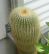 サボテンの金晃丸なんですが 上部トゲの一部先端が赤くなっています これって何 Yahoo 知恵袋