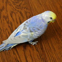 セキセイインコが野鳥の声が聞こえるとピロロと鳴いているのです Yahoo 知恵袋