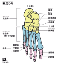 皆さんの足の小指と薬指の関節はいくつありますか 私は両方2つなんです Yahoo 知恵袋