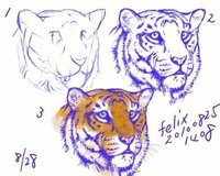 リアルな虎の描き方を教えてください できれば迫力ある虎の描き方を Yahoo 知恵袋